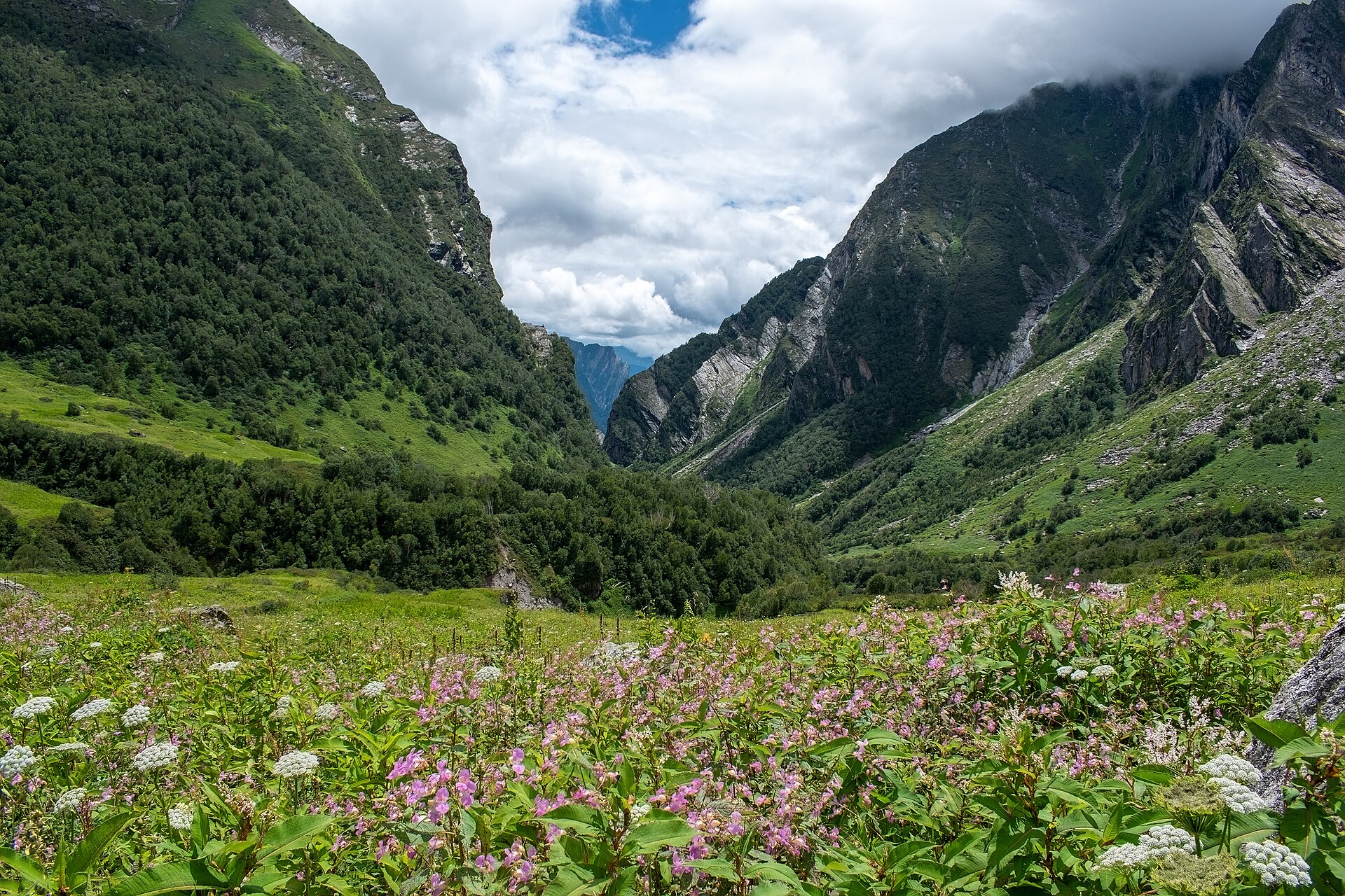 Valley of Flowers meadow